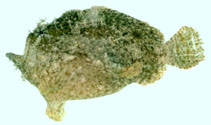 Image of Antennatus dorehensis (New Guinean frogfish)