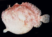 Image of Abantennarius duescus (Side-jet frogfish)