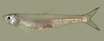 Image of Anchoviella guianensis (Guyana anchovy)