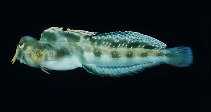 Image of Antennablennius hypenetes (Arabian blenny)