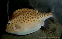 Image of Anoplocapros inermis (Eastern smooth boxfish)
