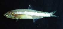Image of Anchoa januaria (Rio anchovy)