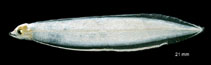 tn_Anjap_l0.jpg