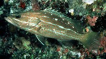 Image of Anyperodon leucogrammicus (Slender grouper)