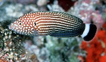 Image of Anampses lineatus (Lined wrasse)