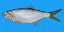 Image of Anchovia macrolepidota (Bigscale anchovy)