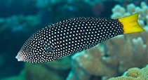 Image of Anampses meleagrides (Spotted wrasse)