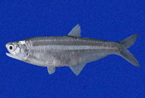 Image of Anchoa mundeola (False Panama anchovy)