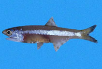 Image of Anchoa nasus (Longnose anchovy)