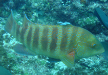 Image of Anchichoerops natalensis (Natal wrasse)