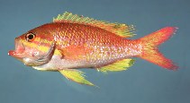 Image of Anthias nicholsi (Yellowfin bass)