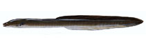 Image of Anguilla obscura (Pacific shortfinned eel)