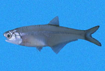 Image of Anchoa panamensis (Panama anchovy)