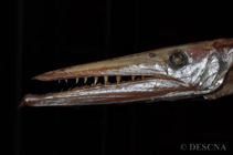 Image of Anotopterus pharao (Daggertooth)