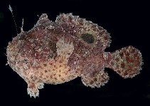 Image of Abantennarius rosaceus (Spiny-tufted frogfish)
