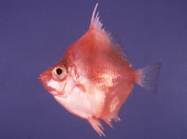 Image of Antigonia rubescens (Indo-Pacific boarfish)