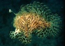 Image of Antennarius striatus (Striated frogfish)