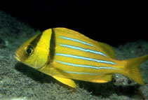 Image of Anisotremus taeniatus (Panama porkfish)