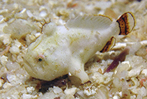 Image of Antennatus tuberosus (Tuberculated frogfish)