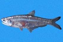 Image of Anchoa walkeri (Persistent anchovy)