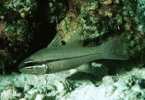 Image of Pristiapogon abrogramma (Lateralstripe cardinalfish)