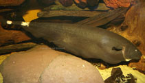 Image of Apteronotus albifrons (Black ghost)