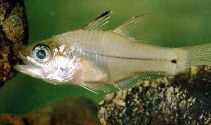 Image of Fibramia amboinensis (Amboina cardinalfish)