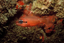 Image of Apogon americanus (Brazilian flamefish)