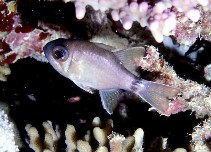 Image of Nectamia annularis (Ringtail cardinalfish)