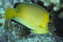 Image of Apolemichthys armitagei (Armitage angelfish)