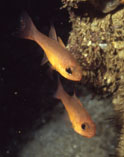 Image of Apogon atradorsatus (Blacktip cardinalfish)