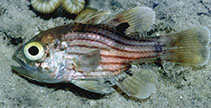 Image of Apogonichthyoides brevicaudatus (Many-banded cardinal-fish)