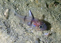 Image of Apogonichthyoides cathetogramma 