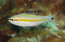 Image of Ostorhinchus cavitensis (Whiteline cardinalfish)