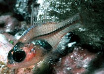 Image of Apogon coccineus (Ruby cardinalfish)