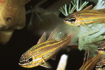 Image of Ostorhinchus cyanosoma (Yellowstriped cardinalfish)