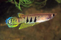 Image of Aplocheilus dayi (Ceylon killifish)