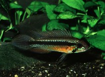 Image of Apistogramma elizabethae 