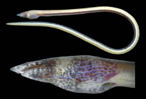 Image of Apterichtus equatorialis (Equatorial eel)