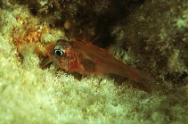 Image of Apogon erythrinus (Hawaiian ruby cardinalfish)