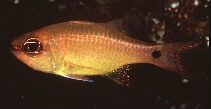 Image of Ostorhinchus flavus (Brassy cardinalfish)