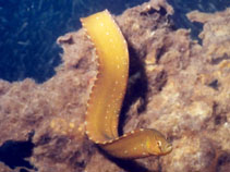 Image of Apodichthys flavidus (Penpoint gunnel)