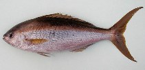 Image of Apsilus fuscus (African forktail snapper)