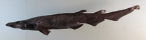 Image of Apristurus gibbosus (Humpback cat shark)