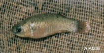 Image of Aphaniops ginaonis 