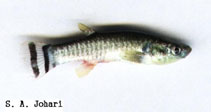 Image of Aphaniops ginaonis 