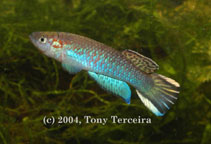 Image of Archiaphyosemion guineense (Guinean killi)