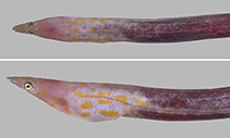 Image of Apterichtus hatookai (Orange blotched eel)