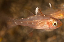 Image of Ostorhinchus hoevenii (Frostfin cardinalfish)