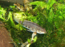 Image of Apistogramma iniridae 